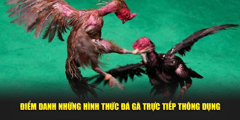 Điểm danh những hình thức đá gà trực tiếp thông dụng