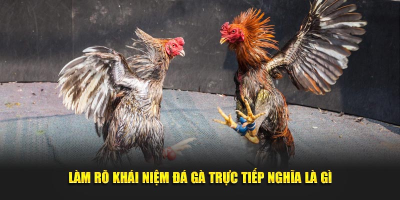 Làm rõ khái niệm đá gà trực tiếp nghĩa là gì