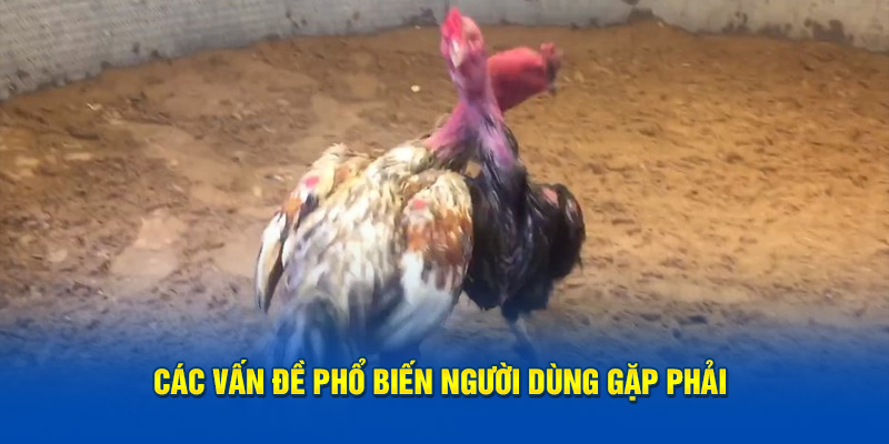 Các vấn đề phổ biến người dùng gặp phải khi đá gà đòn