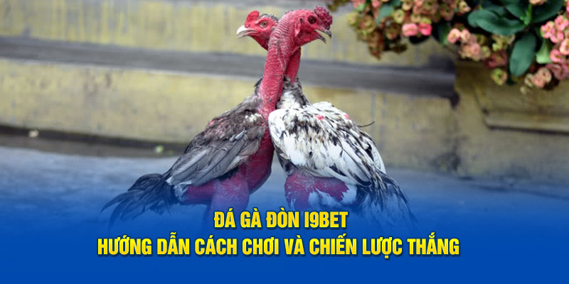 I9BET: Sân Chơi Đá Gà Đòn Uy Tín Hàng Đầu Việt Nam