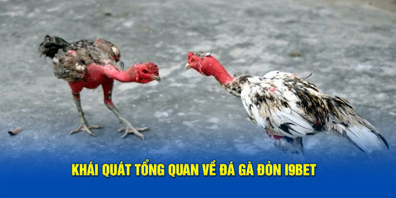 Khái quát tổng quan về đá gà đòn I9BET